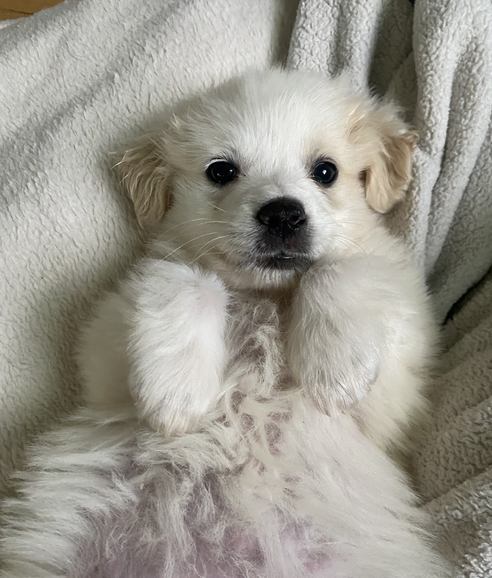 Screenshot 2026-04-16 at 4.59.47 PM.png