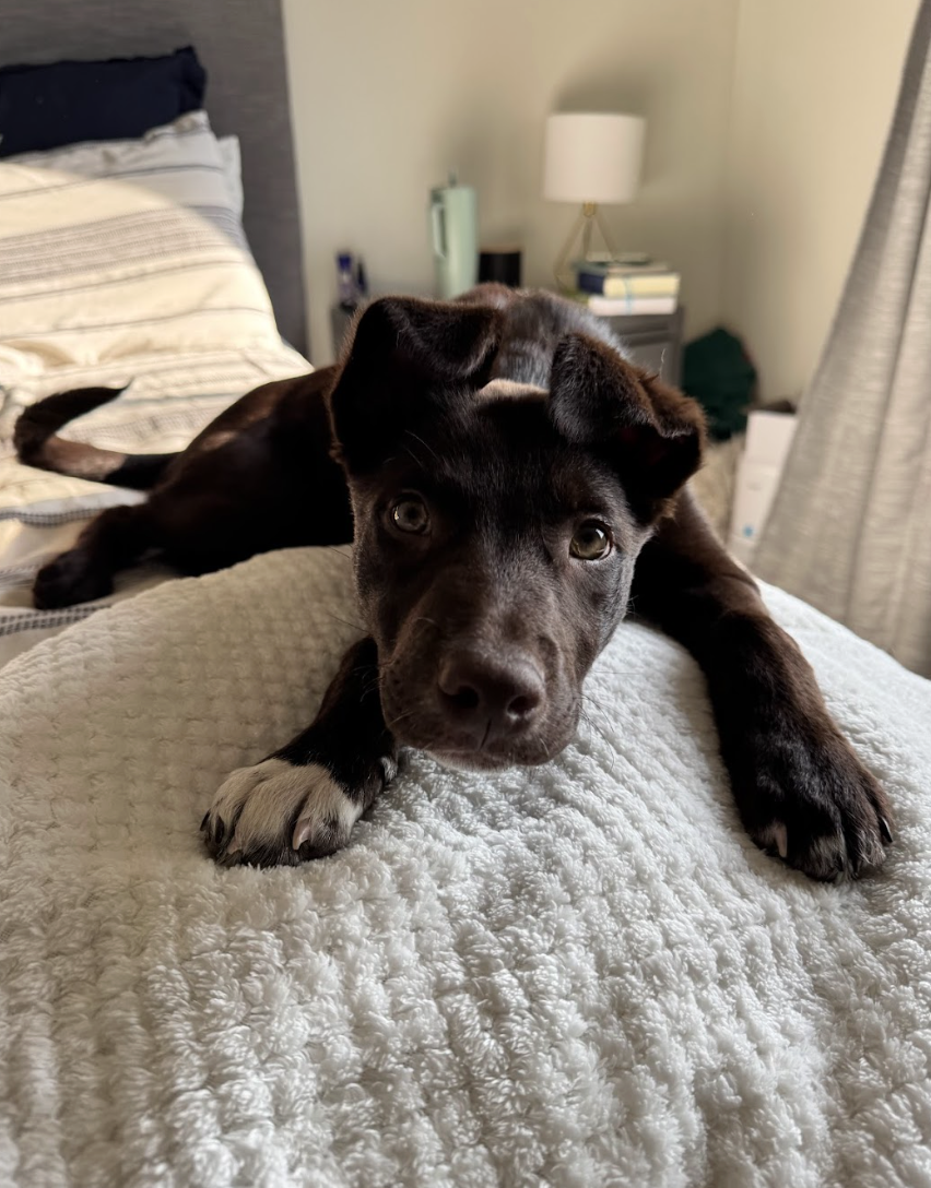 Screenshot 2026-04-03 at 1.30.12 PM.png