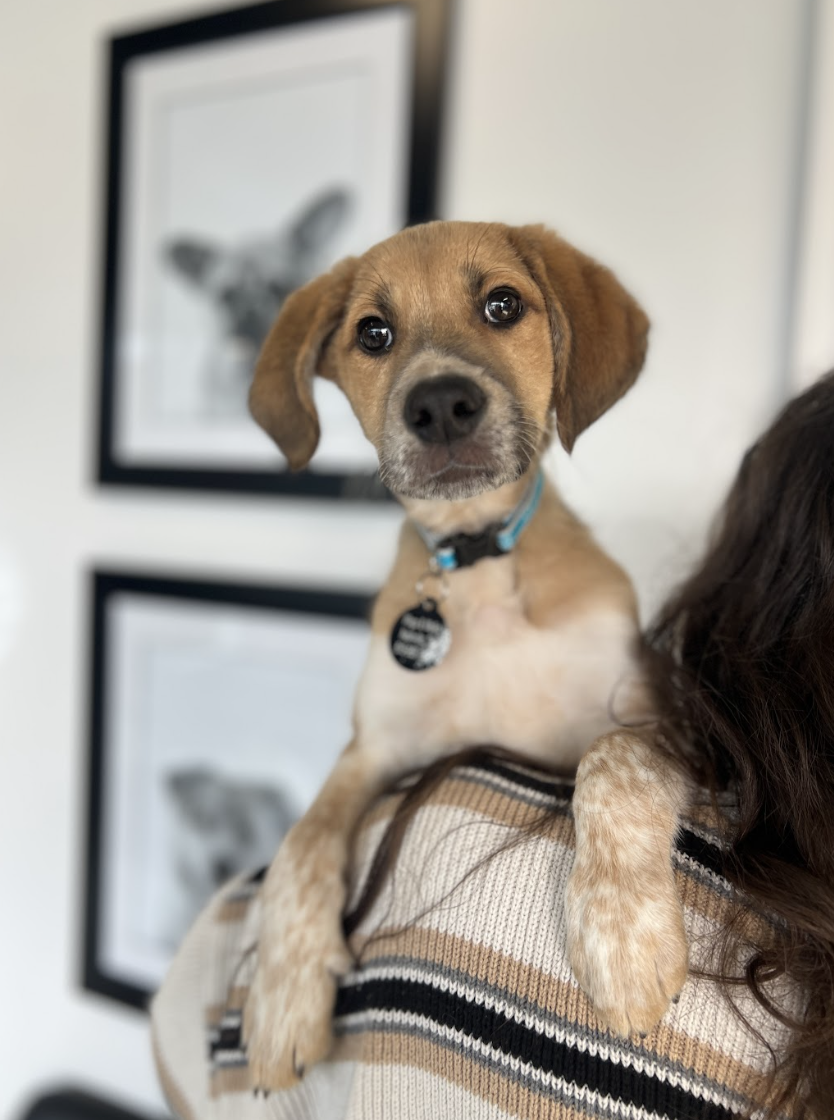 Screenshot 2026-02-12 at 4.39.56 PM.png