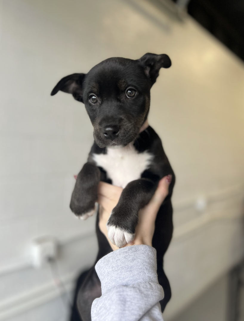 Screenshot 2026-01-31 at 4.28.13 PM.png