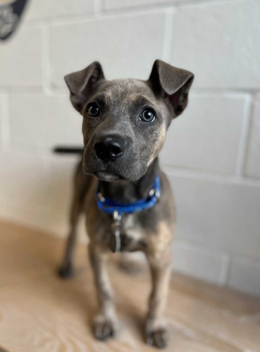 Screenshot 2026-01-15 at 6.45.30 PM.png