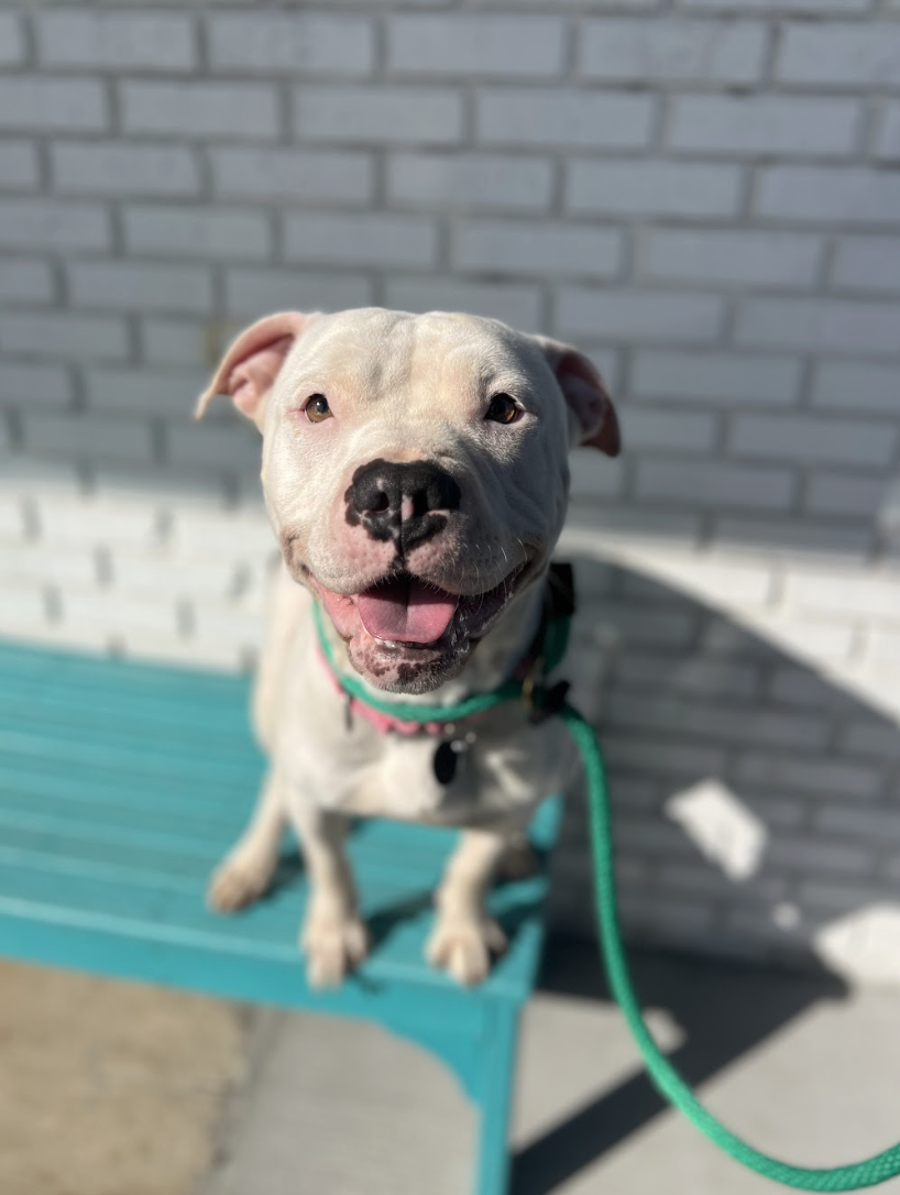 Screenshot 2026-04-23 at 1.39.30 PM.png