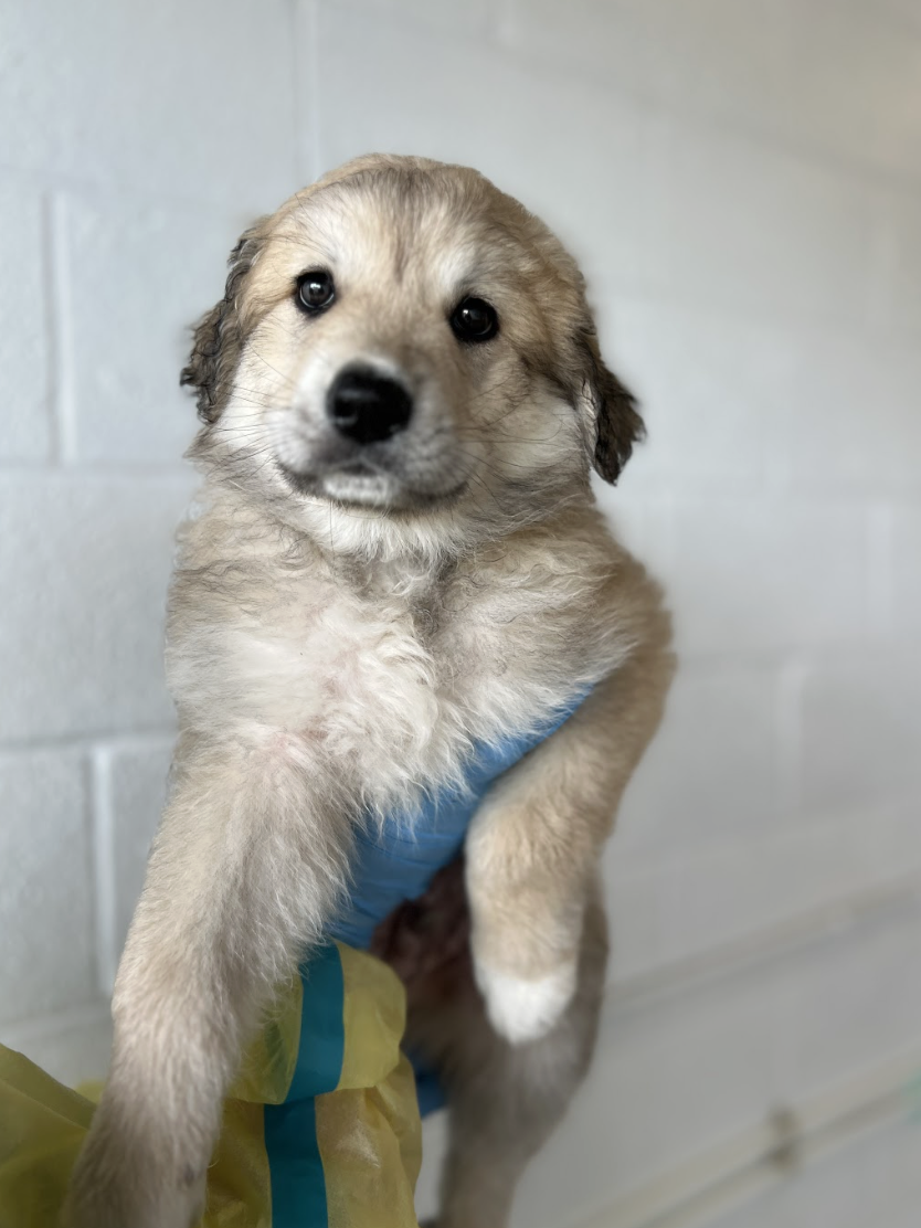 Screenshot 2026-04-16 at 4.11.45 PM.png