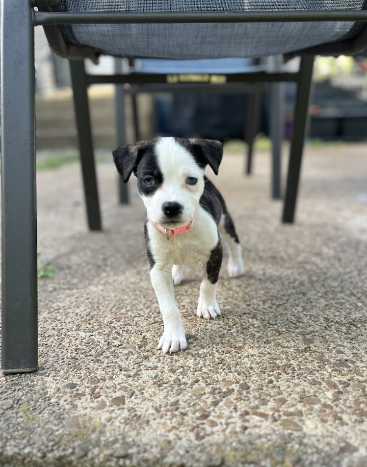 Screenshot 2026-04-23 at 2.20.48 PM.png