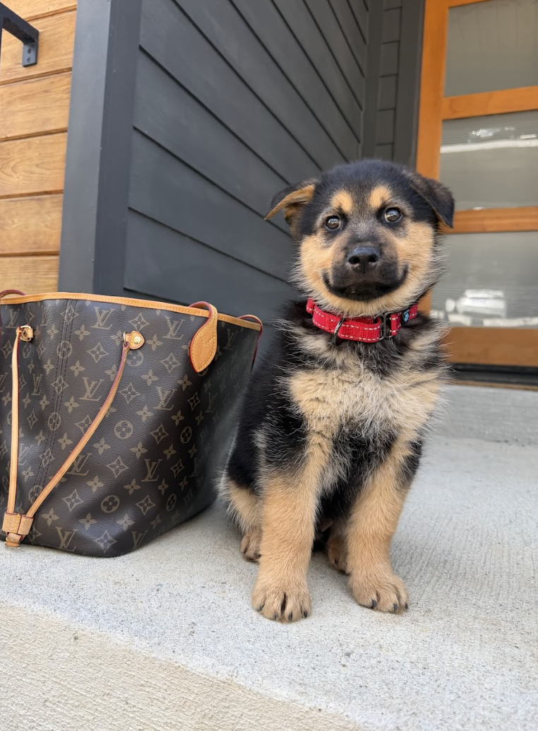 Screenshot 2026-04-10 at 3.11.17 PM.png