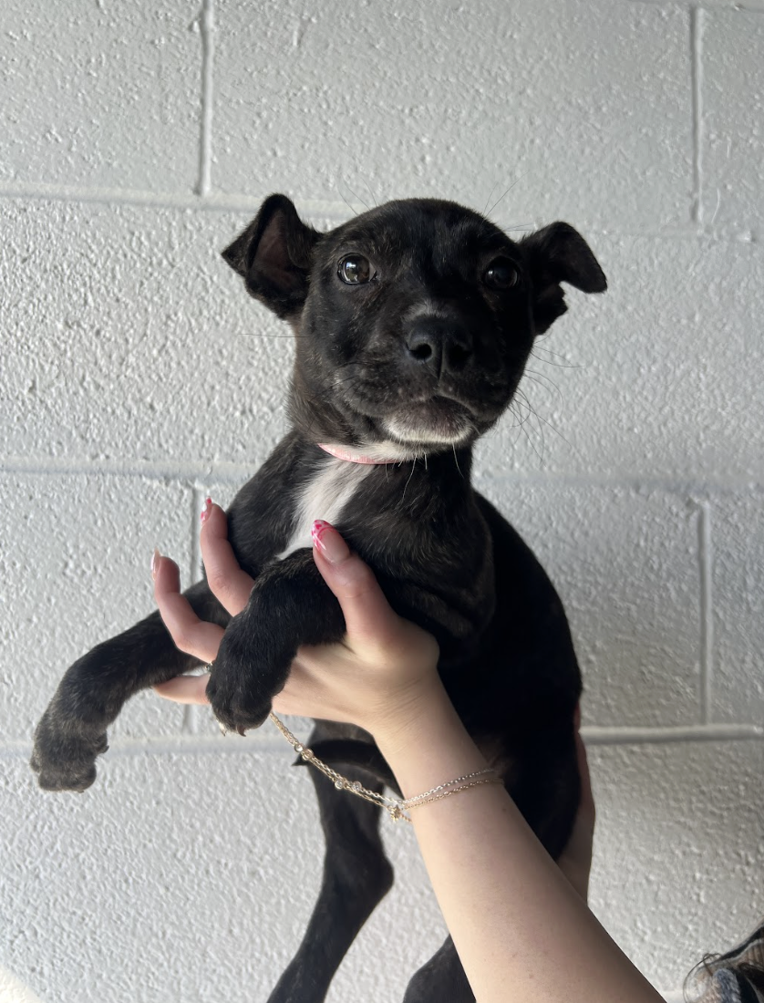 Screenshot 2026-02-12 at 4.42.56 PM.png