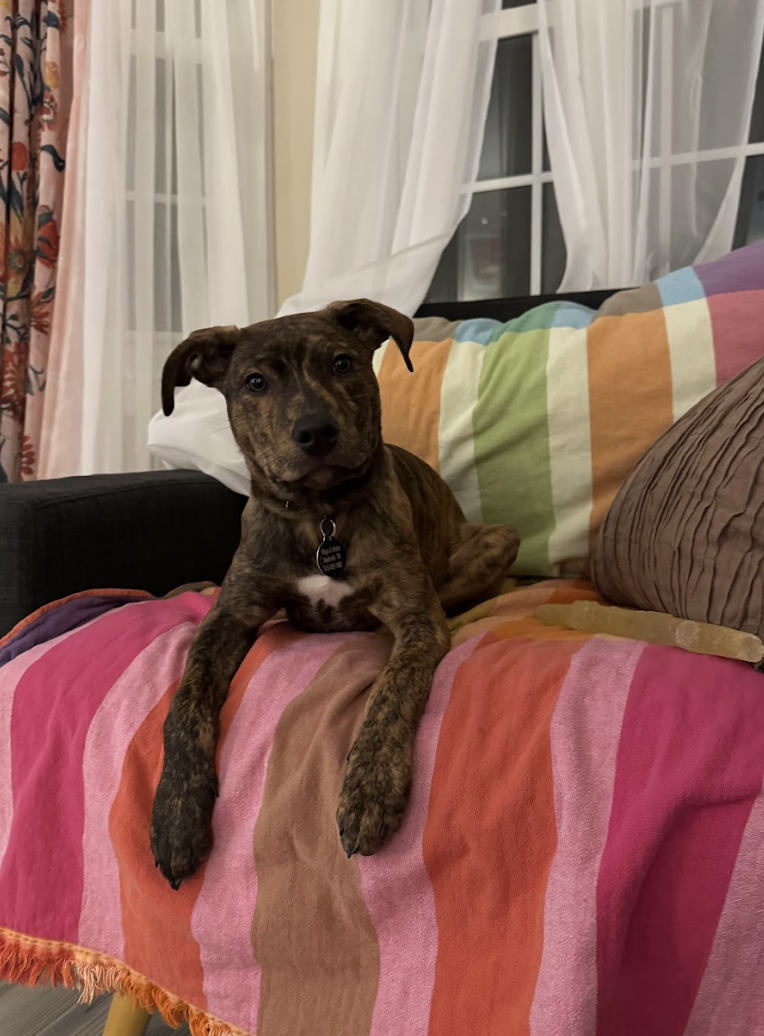 Screenshot 2026-02-20 at 8.48.05 PM.png