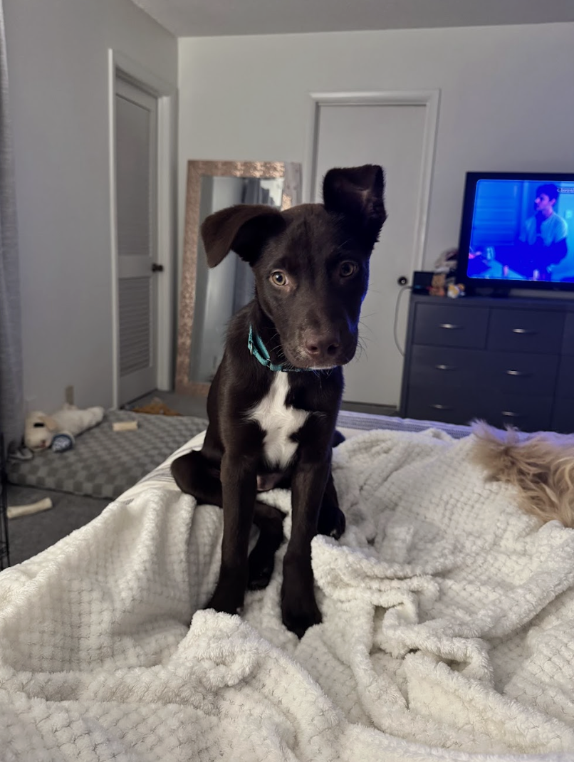 Screenshot 2026-04-03 at 1.29.50 PM.png