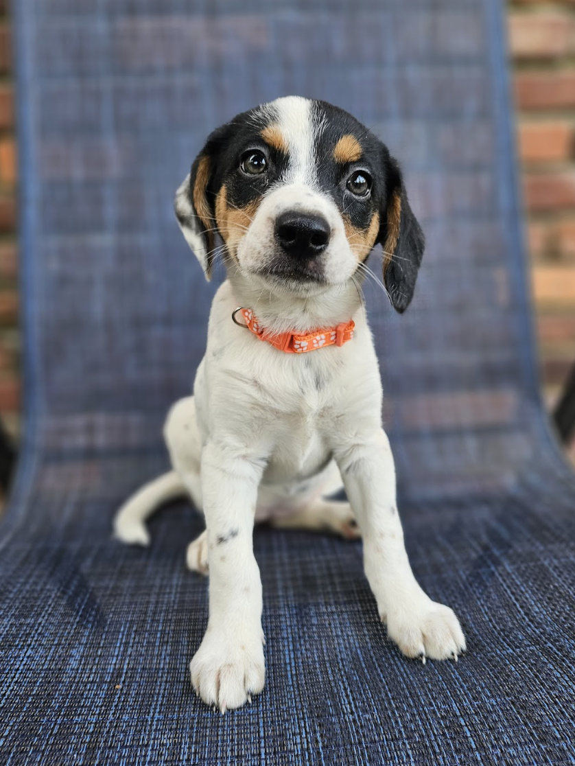 Screenshot 2026-04-03 at 1.02.09 PM.png