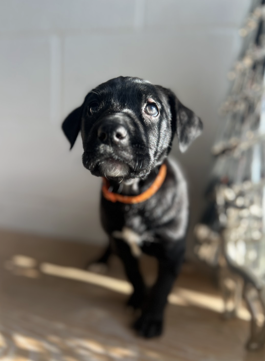 Screenshot 2025-12-18 at 1.39.37 PM.png