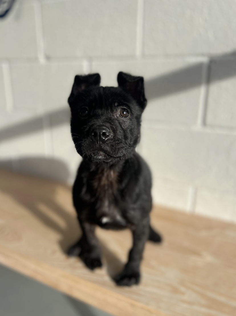 Screenshot 2026-02-12 at 5.09.10 PM.png