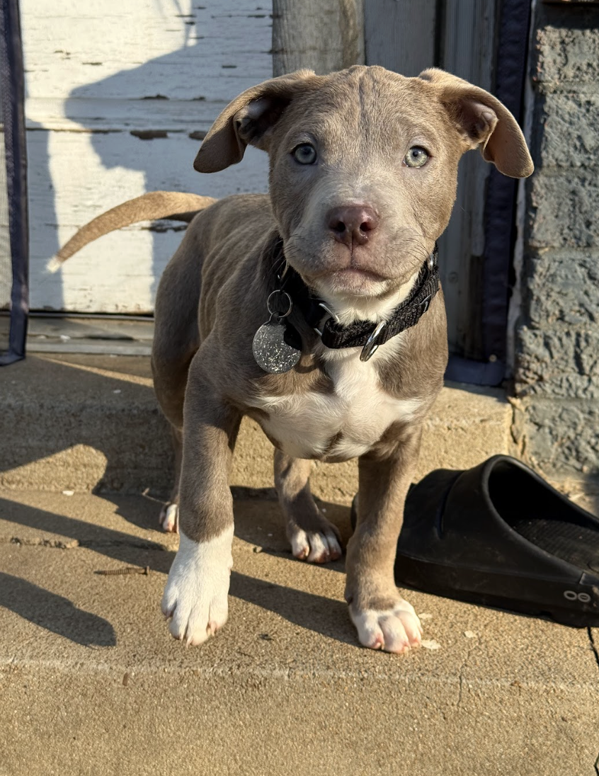 Screenshot 2026-02-20 at 3.56.35 PM.png