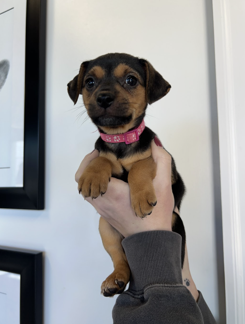 Screenshot 2026-02-13 at 4.40.08 PM.png