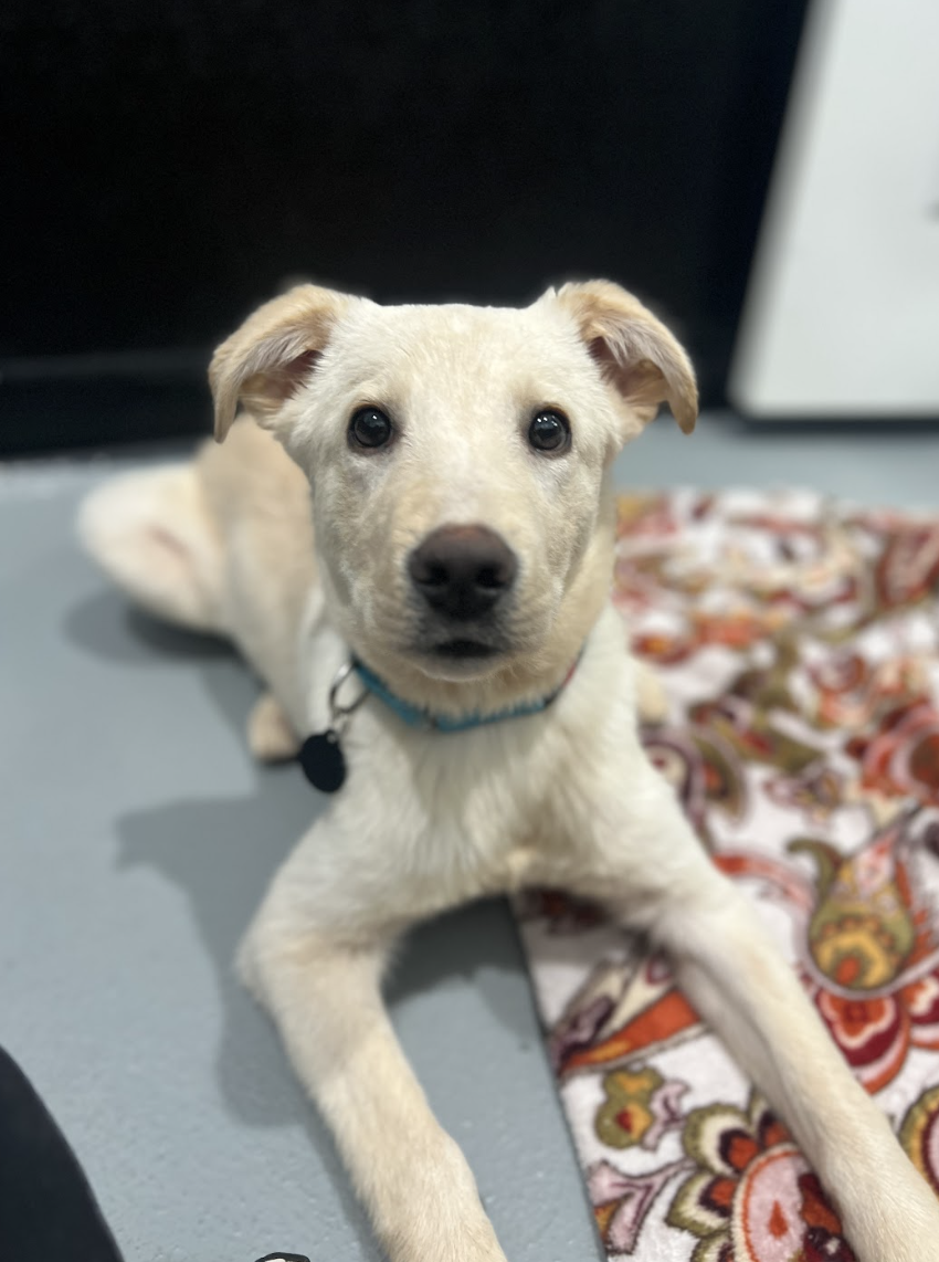 Screenshot 2026-04-08 at 4.05.32 PM.png