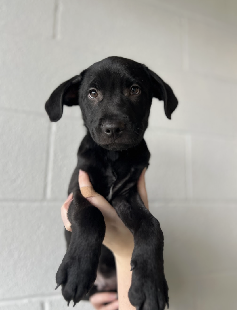 Screenshot 2026-01-30 at 4.37.07 PM.png