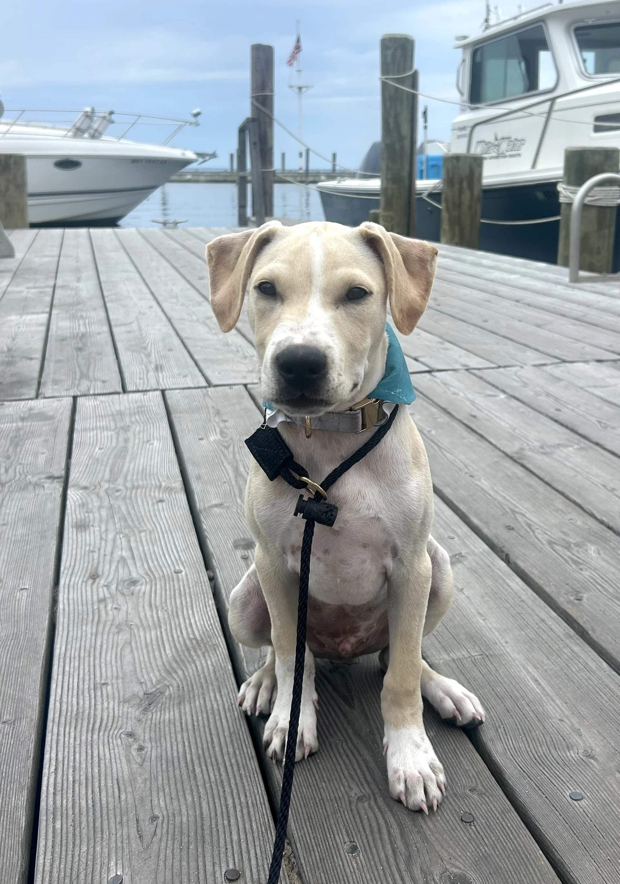 Louie.jpg