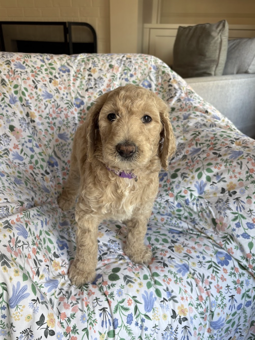 Screenshot 2026-03-03 at 11.49.56 AM.png