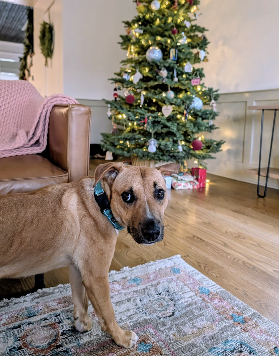 Screenshot 2025-12-26 at 4.39.58 PM.png