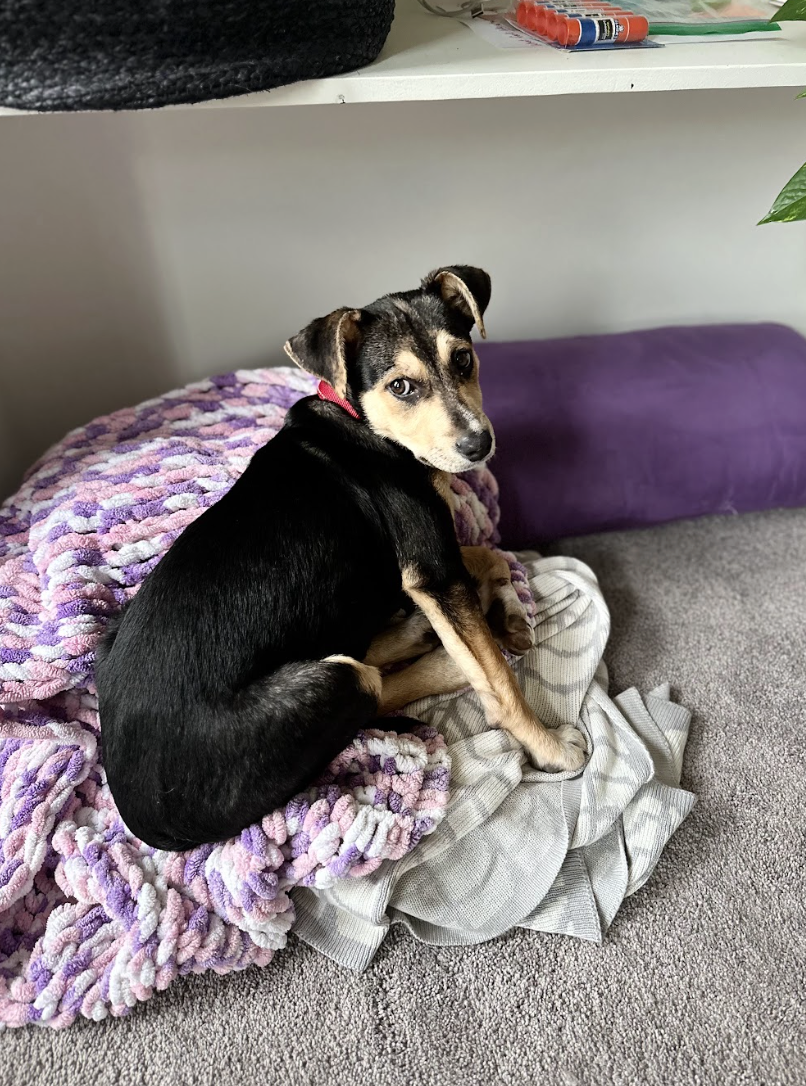 Screenshot 2026-02-20 at 12.53.08 PM.png