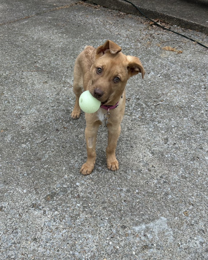 Screenshot 2026-02-20 at 4.05.00 PM.png