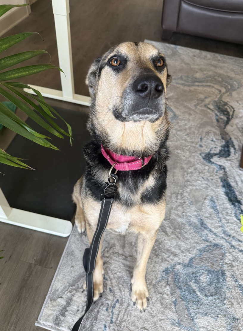 Screenshot 2026-04-14 at 7.26.56 PM.png