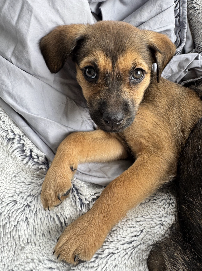 Screenshot 2026-01-17 at 2.49.17 PM.png