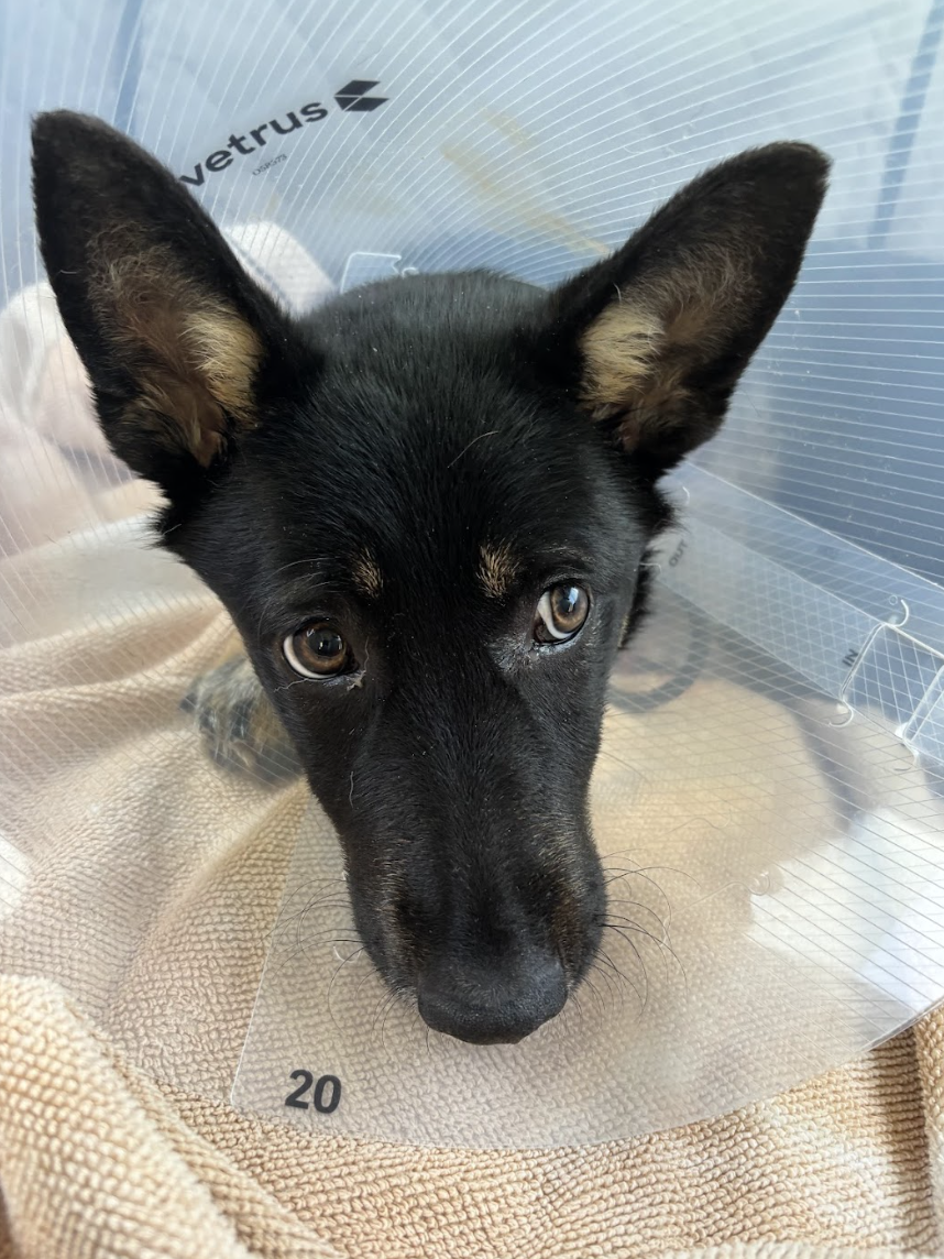 Screenshot 2026-02-19 at 3.39.36 PM.png