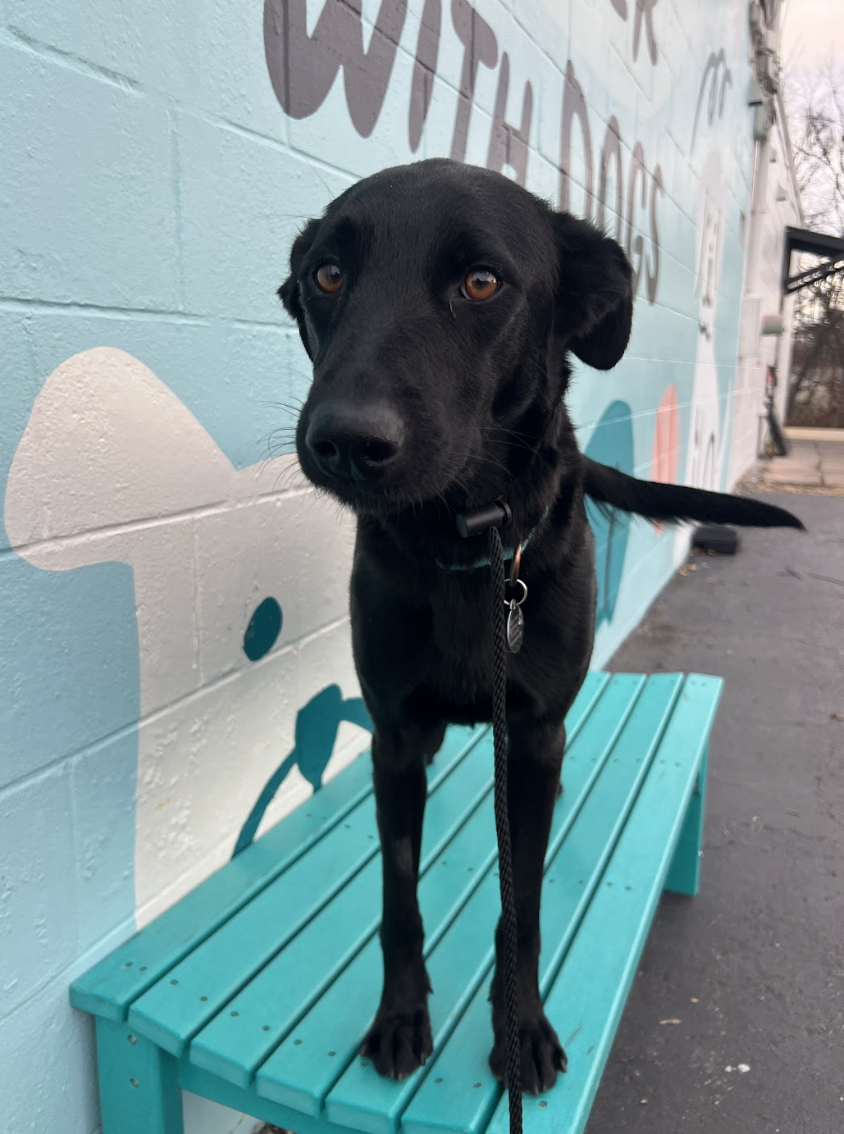 Screenshot 2025-12-18 at 1.46.46 PM.png