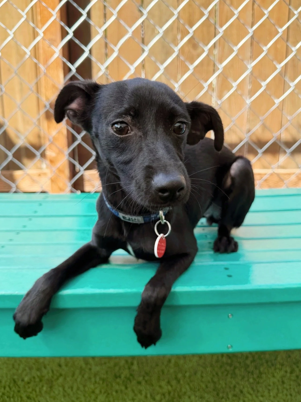 Roo