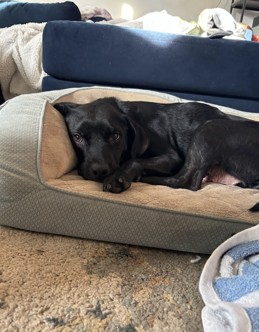 Screenshot 2026-02-27 at 1.42.25 PM.png