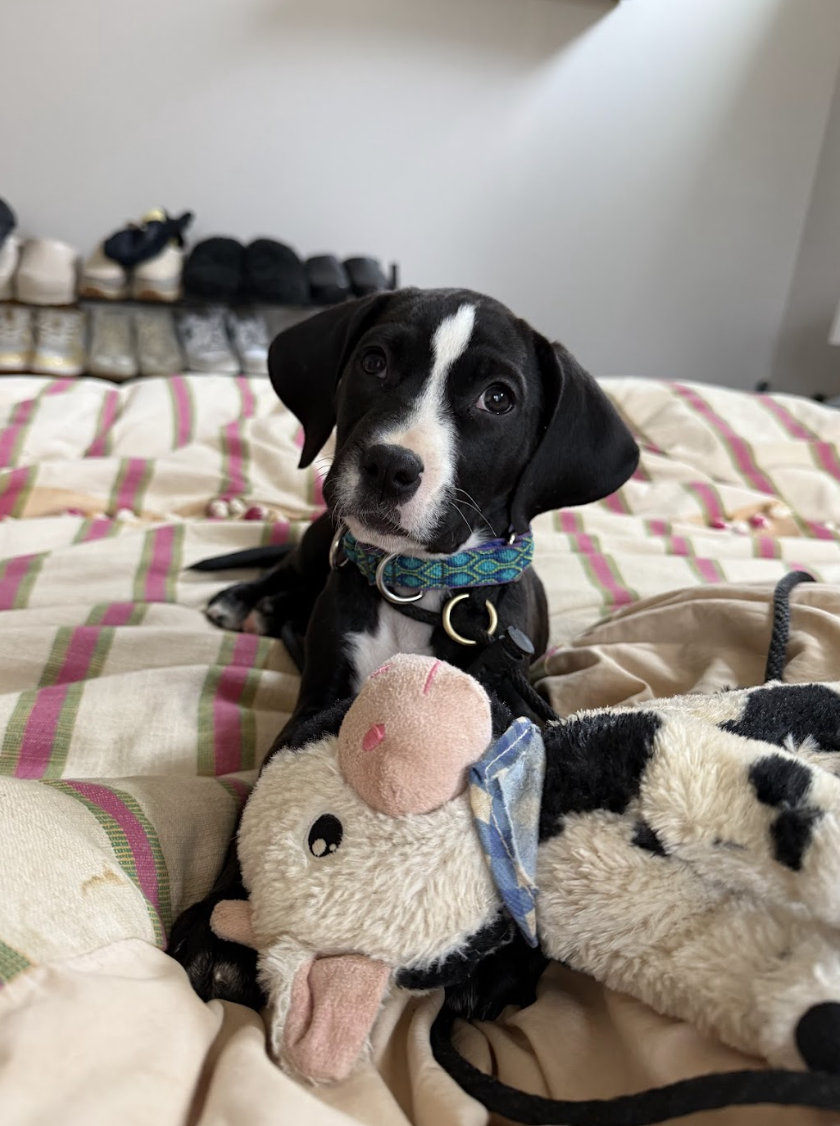 Screenshot 2026-02-26 at 1.38.46 PM.png