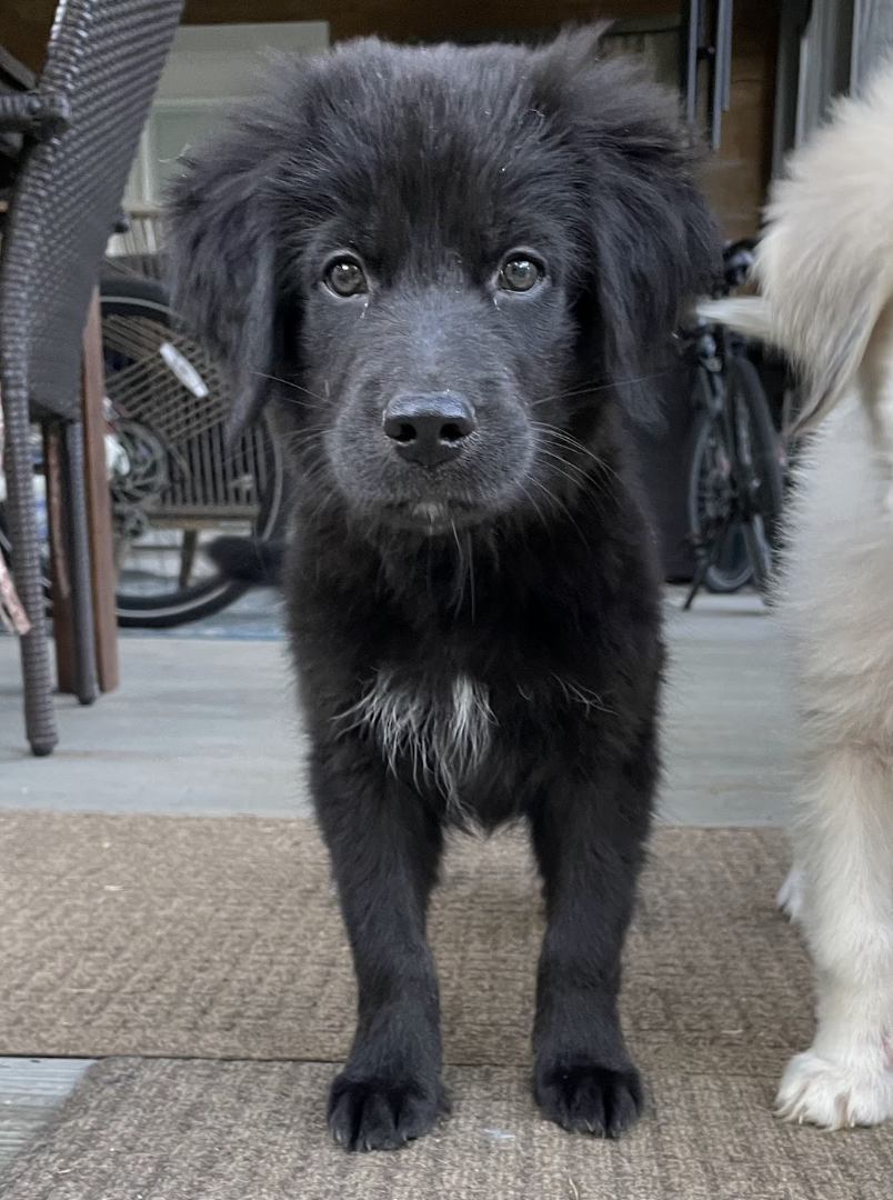Ron, the Harry Potter Litter