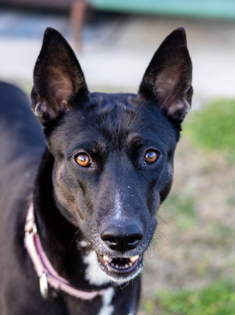 Screenshot 2026-03-17 at 12.20.13 PM.png