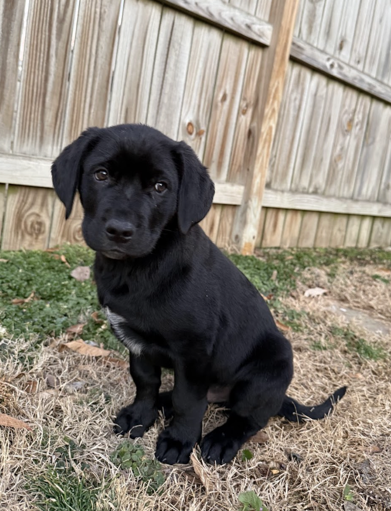 Screenshot 2026-02-13 at 4.51.22 PM.png