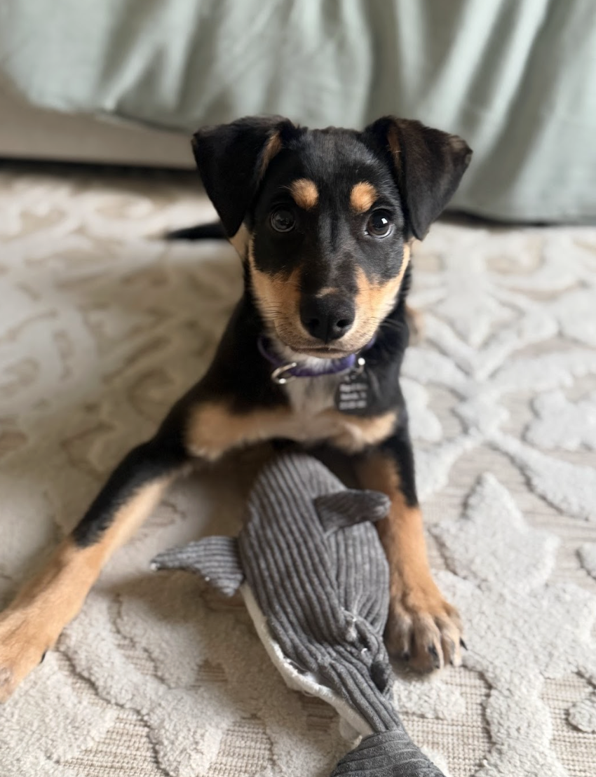 Screenshot 2026-04-20 at 2.44.05 PM.png