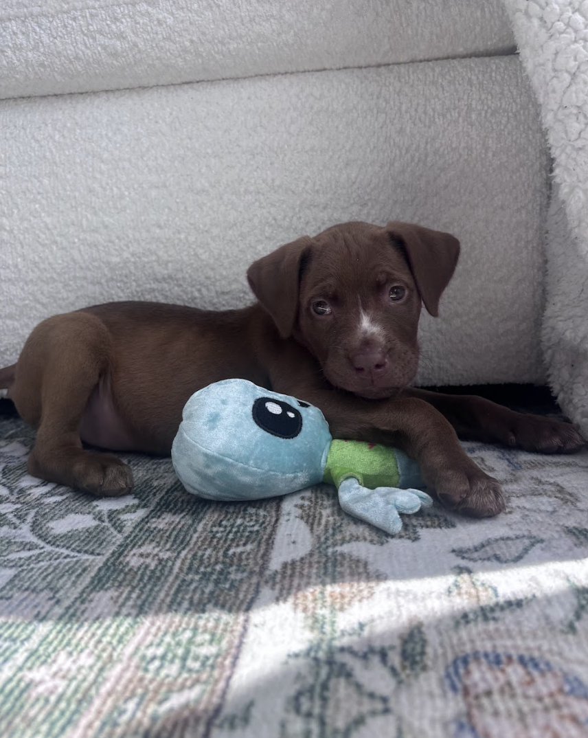 Screenshot 2026-04-08 at 3.56.04 PM.png