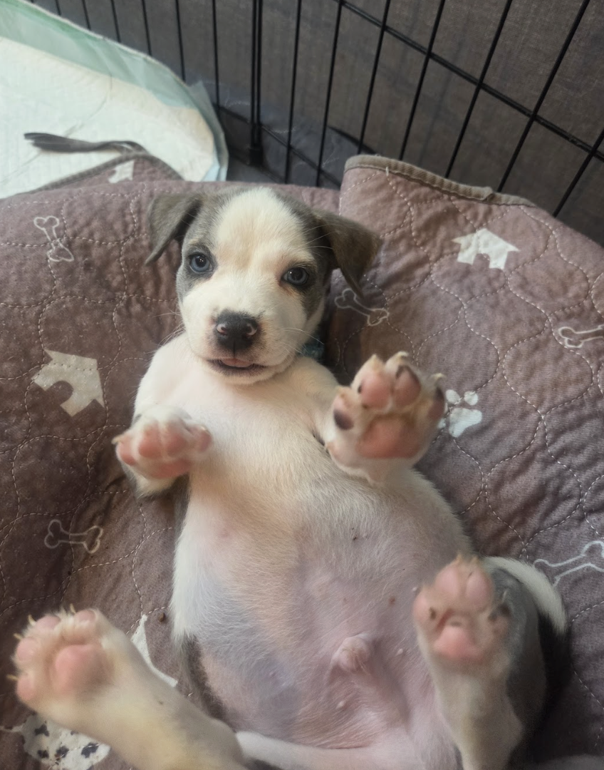 Screenshot 2026-04-23 at 2.19.02 PM.png