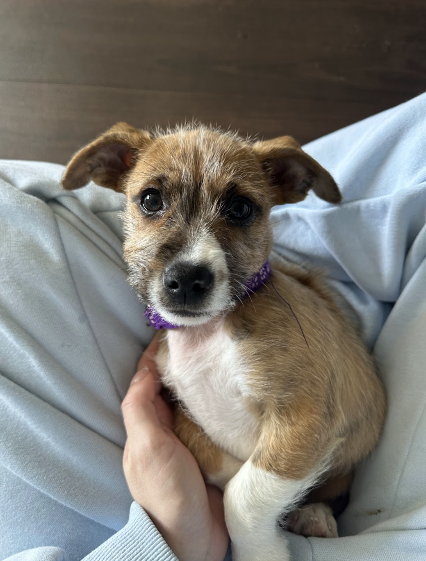 Screenshot 2026-02-13 at 4.48.01 PM.png