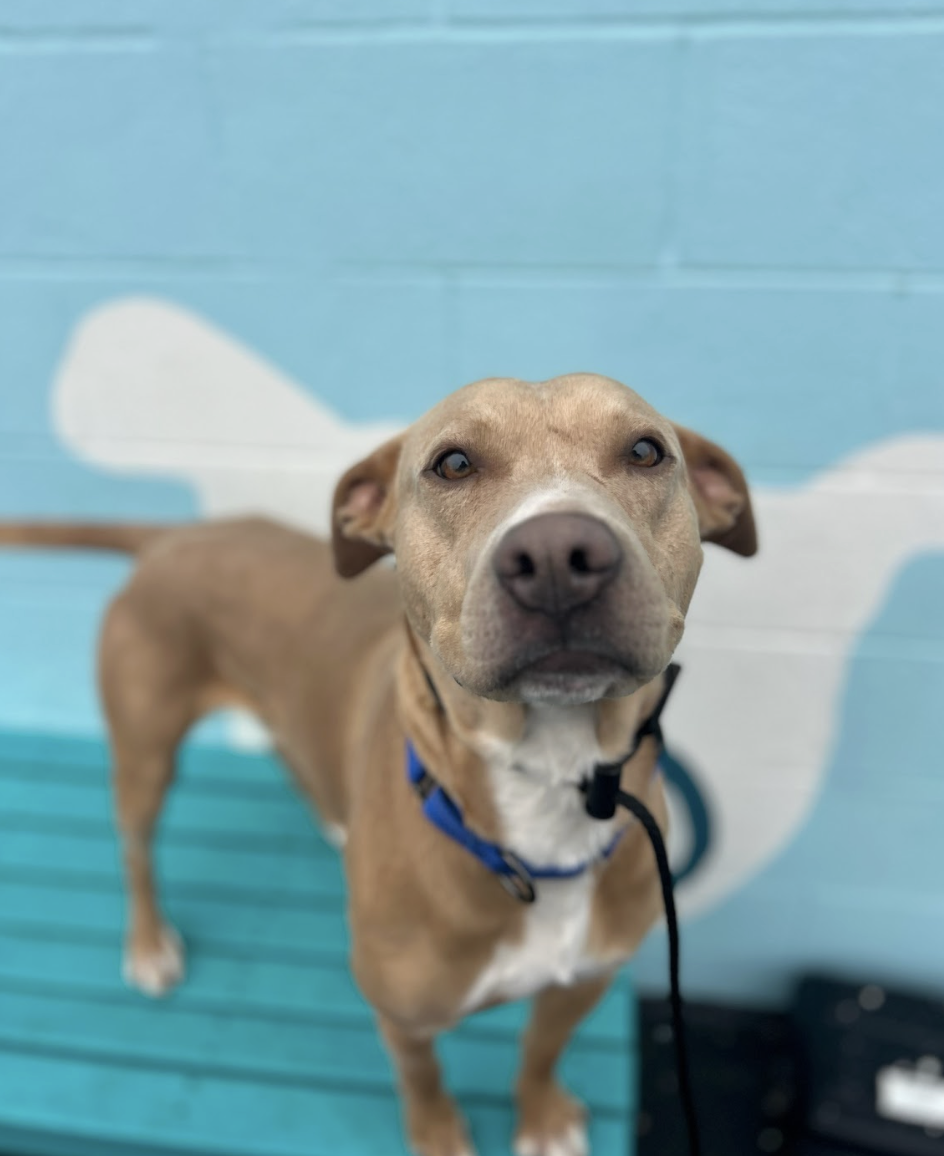 Screenshot 2026-02-18 at 7.07.46 PM.png