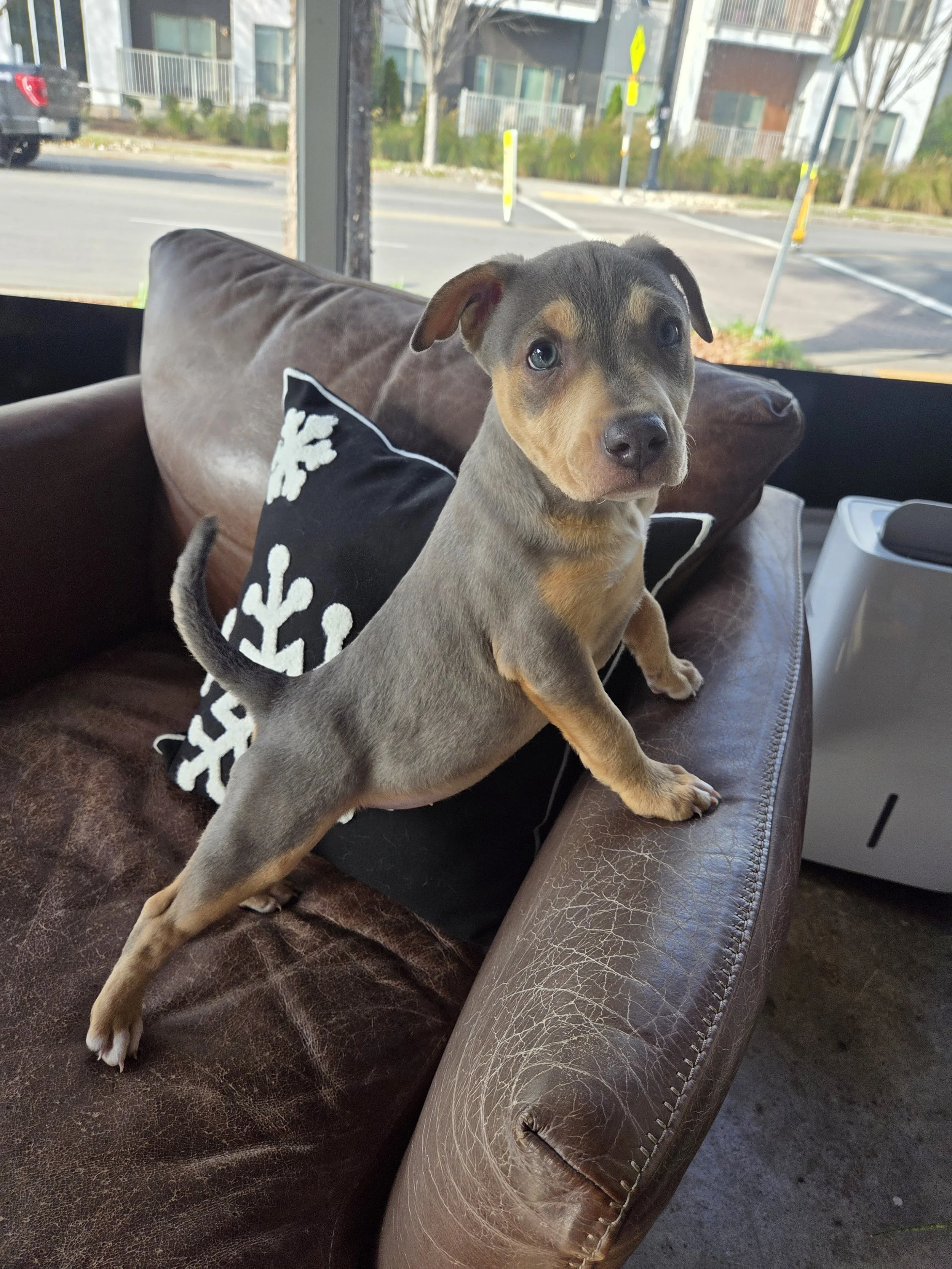 Wishbone, the Thanksgiving Litter