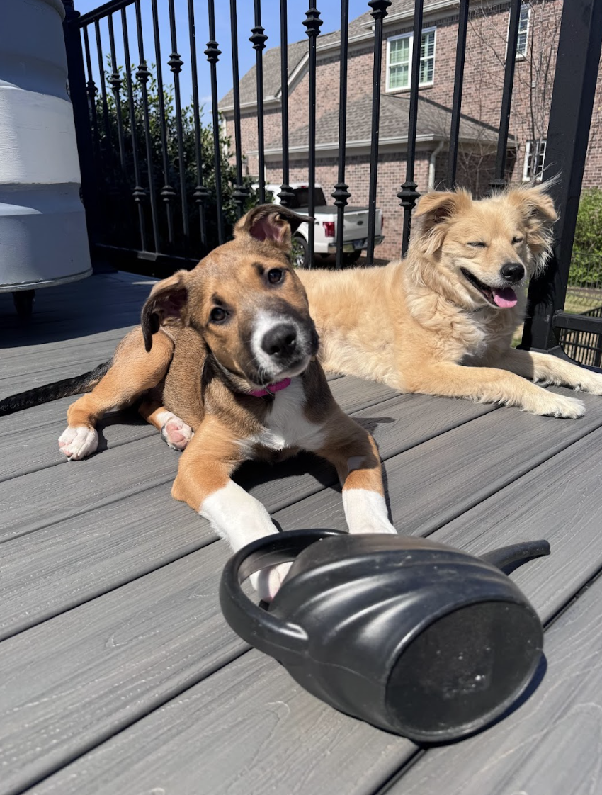 Screenshot 2026-04-03 at 2.12.24 PM.png