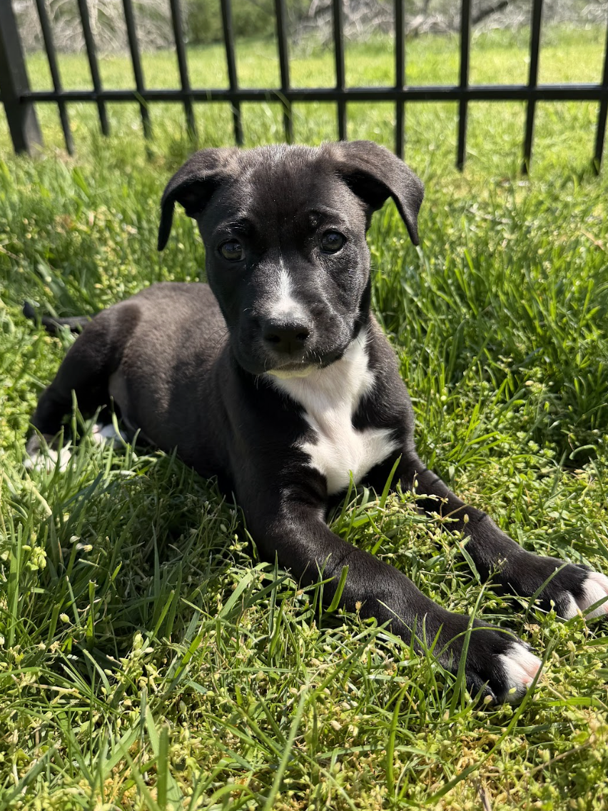 Screenshot 2026-04-03 at 2.01.14 PM.png