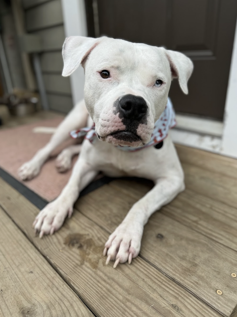 Screenshot 2026-01-21 at 1.03.23 PM.png