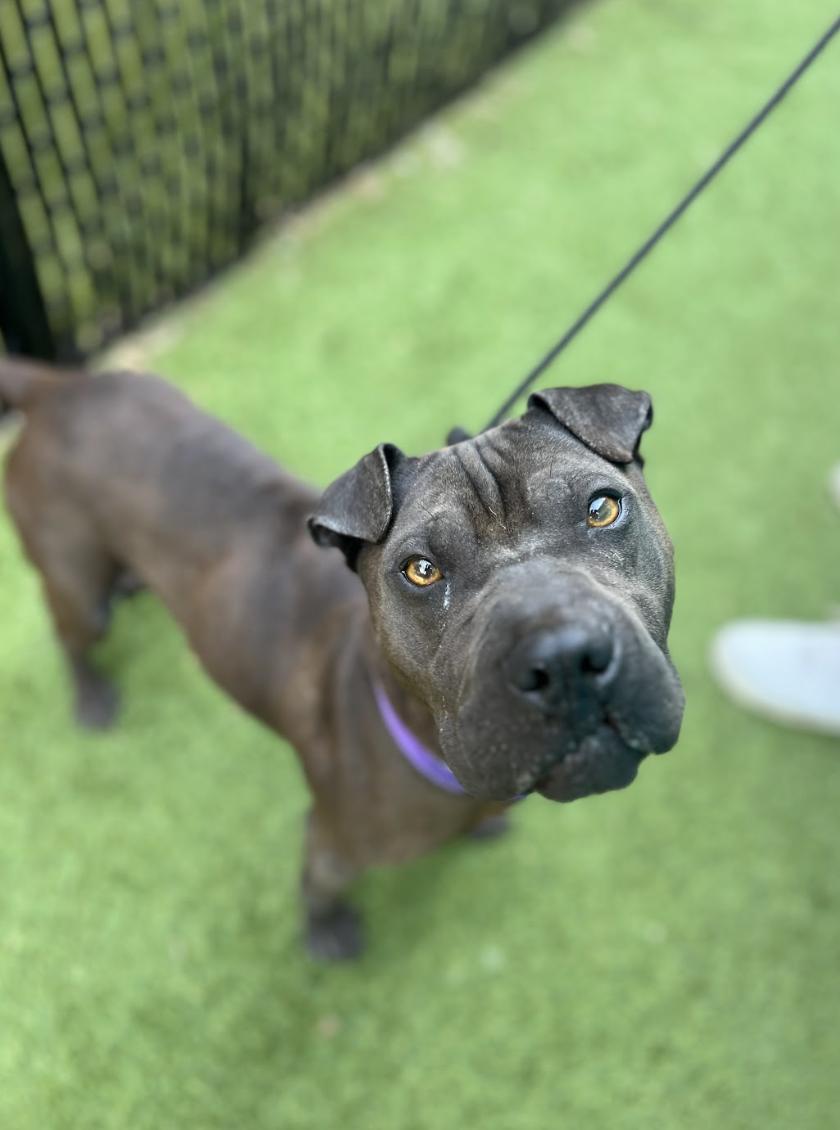 Screenshot 2026-03-26 at 3.24.37 PM.png