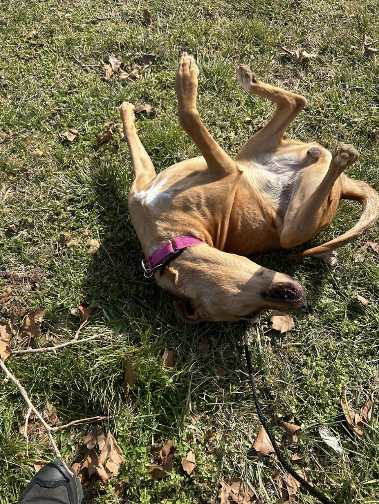 Screenshot 2026-02-12 at 2.27.36 PM.png