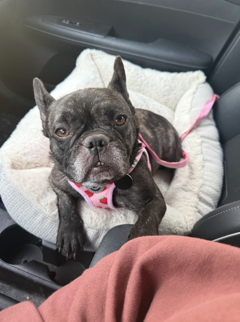 Screenshot 2026-04-20 at 2.51.44 PM.png