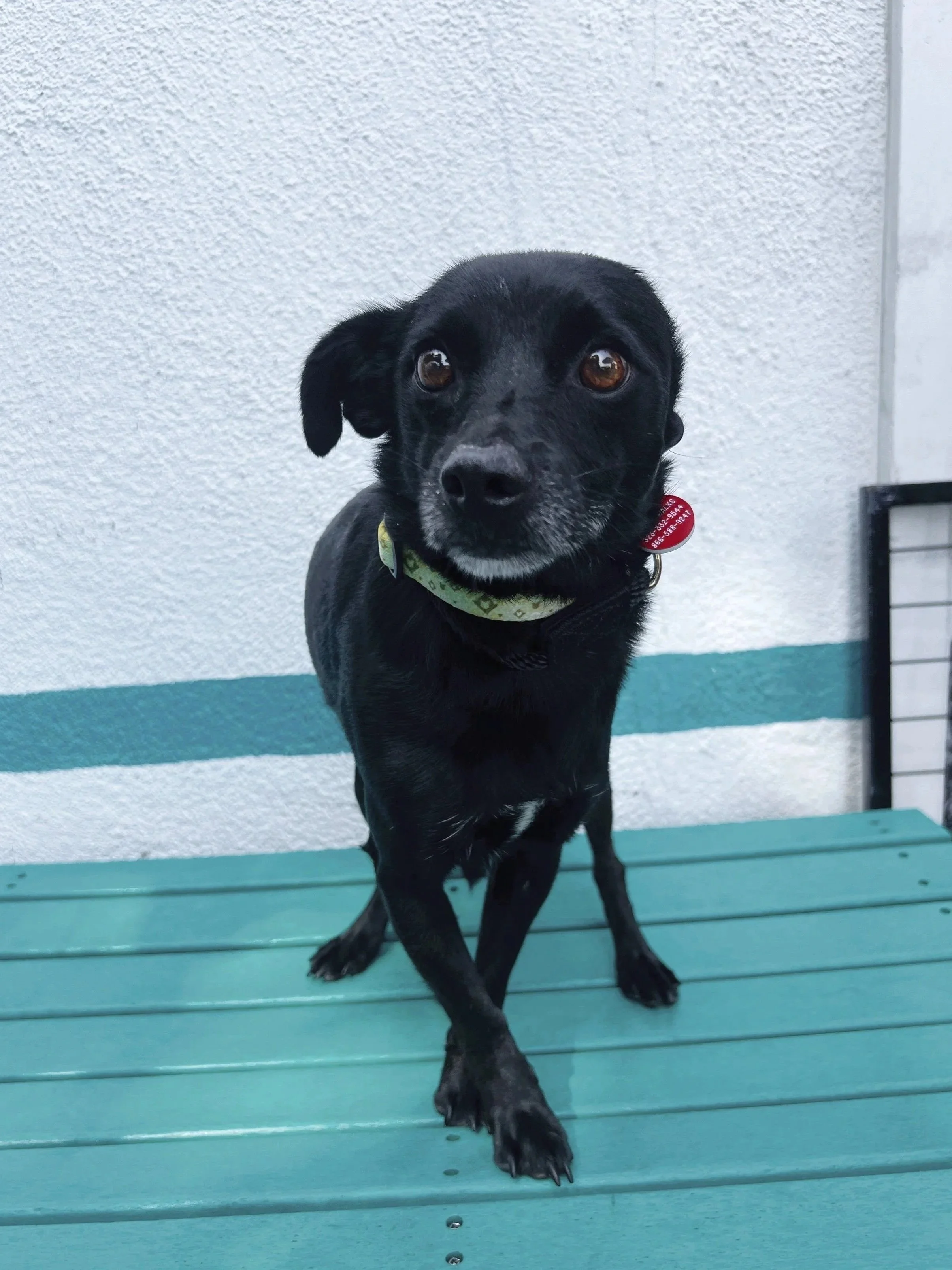 Mixed Breed
