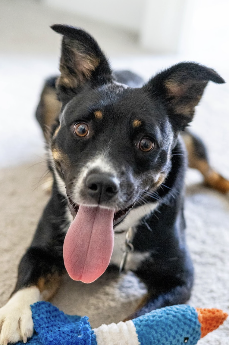 Screenshot 2026-04-22 at 4.50.06 PM.png