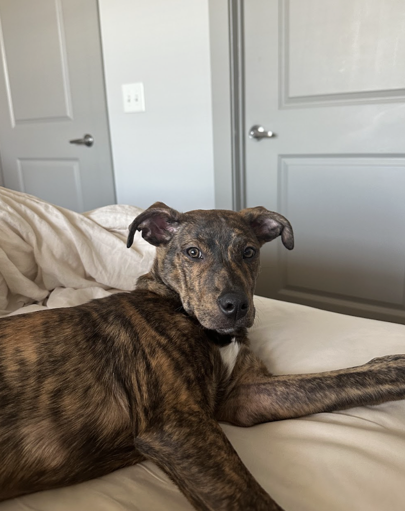 Screenshot 2026-02-20 at 8.47.12 PM.png