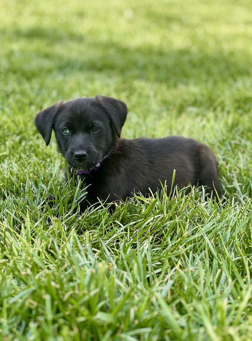 Screenshot 2026-04-16 at 5.02.23 PM.png